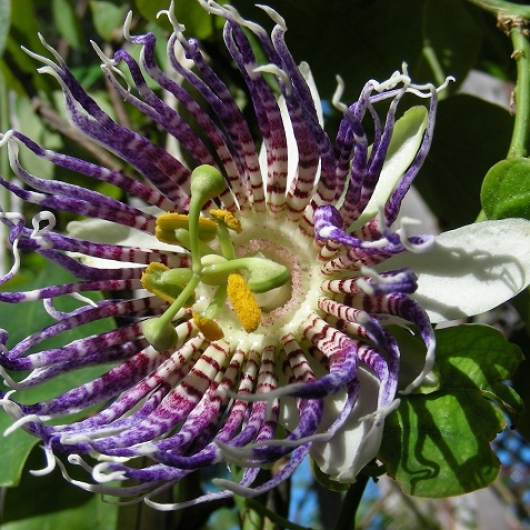 Passiflora actinia – Blooming Passion