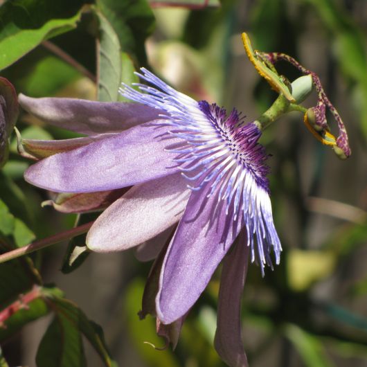 Passiflora ‘Cassiopeia’ – Blooming Passion